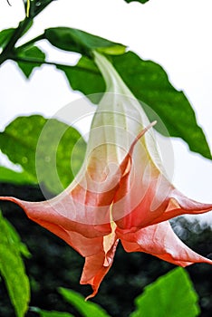 Devil& x27;s Trumpet / Jimsonweed flower, Datura, erba del diavolo flowers photo