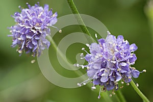 Devils-bit Scabious