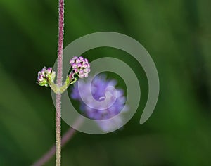 Devils Bit Scabious