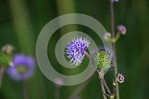 Devils Bit Scabious