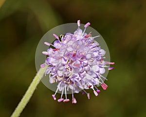 Devils-bit Scabious