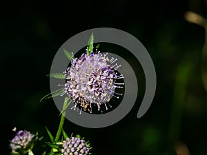 Devils-bit Scabious, Succisa pratensis, flowers macro with dark bokeh background, selective focus, shallow DOF