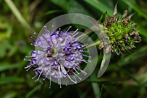 Devils-bit Scabious - Succisa pratensis, flowers macro, selective focus