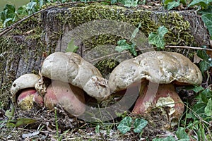 The Devils Bolete Rubroboletus satanas is a poisonous mushroom