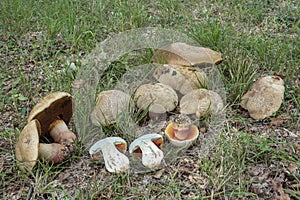 The Devils Bolete Rubroboletus satanas is a poisonous mushroom