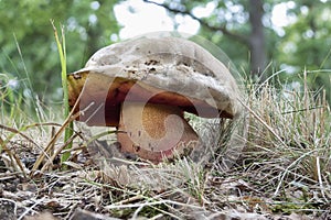 The Devils Bolete Rubroboletus satanas is a poisonous mushroom