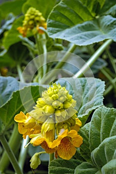 Devils claw plant