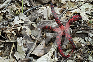 The `Devils Fingers` photo