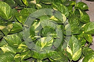 Devils Ivy, Golden pothos, Epipremnum aureum