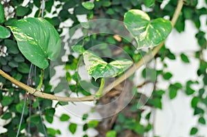 Devils Ivy, Golden Pothos or Hunters Robe or Epipremnum aureum or Araceae