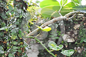 Devils Ivy, Golden Pothos or Hunters Robe or Epipremnum aureum or Araceae and rain droplet on the temple tree photo