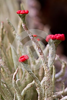 Devils Matchsticks lichens