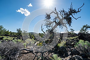 Devils Orchard trail in Craters of the Moon National Monument near Arco, Idaho. Desert sagebrush and volcanic rock surrounded the