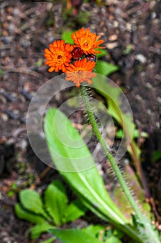 Devils paintbrush Hieracium aurantiacum, close up of the flower head