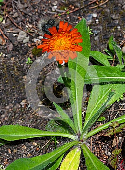 Devils paintbrush Hieracium aurantiacum, close up of the flower head