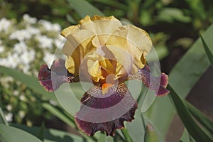 Devils Riot Tall Bearded iris