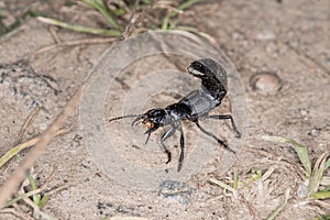 Devilâ€™s coach horse beetle in defensive attitude and defensive position shortly before attack in the Bavarian Forest, Germany Eu