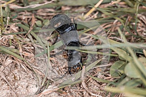 Devilâ€™s coach horse beetle in defensive attitude and defensive position shortly before attack in the Bavarian Forest, Germany Eu