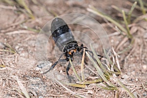 Devilâ€™s coach horse beetle in defensive attitude and defensive position shortly before attack in the Bavarian Forest, Germany Eu