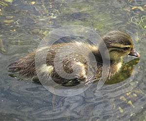 Devine duck with orange and brown beak is looking to the water.