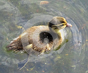 Devine duck with orange and brown beak with soft feather is floating in the river.