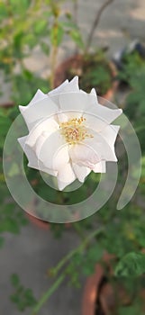 Devine white rose of garden bloom