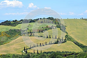 Devious road of cypress