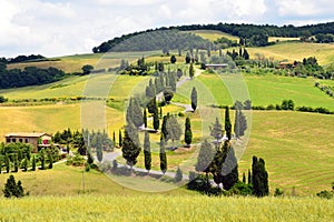 Devious road of cypress