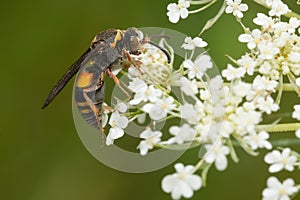 Devious Sand Wasp - Nysson plagiatus