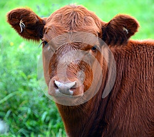 Devon is an ancient breed of cattle