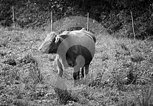 Devon is an ancient breed of cattle