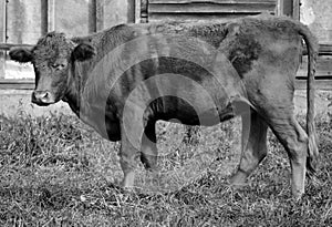 Devon is an ancient breed of cattle