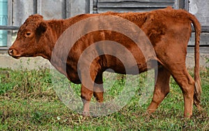 Devon is an ancient breed of cattle