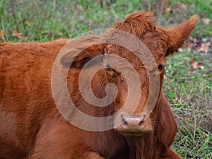 Devon is an ancient breed of cattle