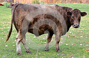 Devon is an ancient breed of cattle