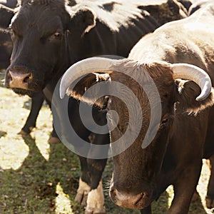 Devon bull and Angus cow.