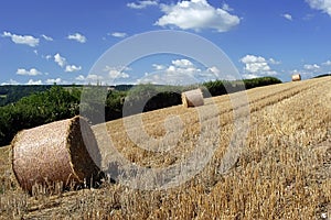 Devon countryside scene