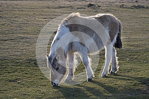 Devon Dartmoor pony