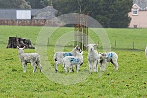 Devon Lambs, Spring has have arrived at last in Devon Uk photo