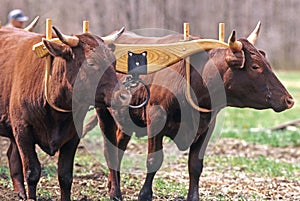 two yoke Devon Oxen in Spring photo