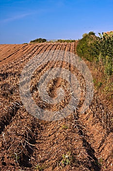 Devon Potato crop farming