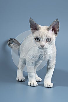 Devon Rex