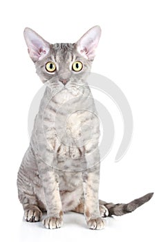 Devon Rex cat