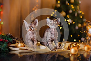 Devon Rex cat, Christmas and New Year