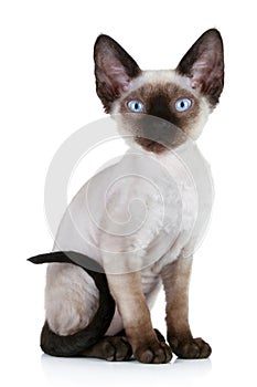 Devon rex cat close-up portrait photo