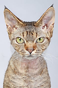 Devon Rex cat. Close-up portrait