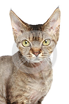 Devon Rex cat. Close-up portrait