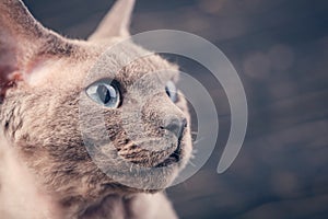 Devon-rex cat close-up portrait on a dark background.
