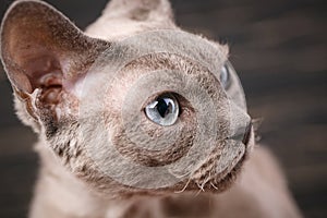 Devon-rex cat close-up portrait