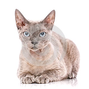 Devon-rex cat close-up portrait on white background photo